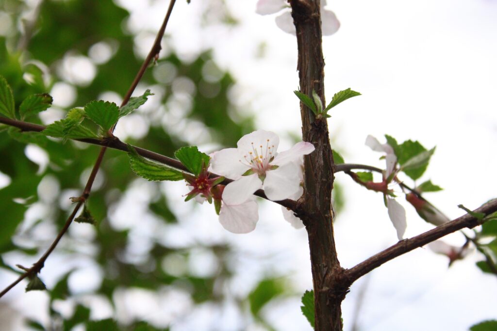 White and maroon flowers