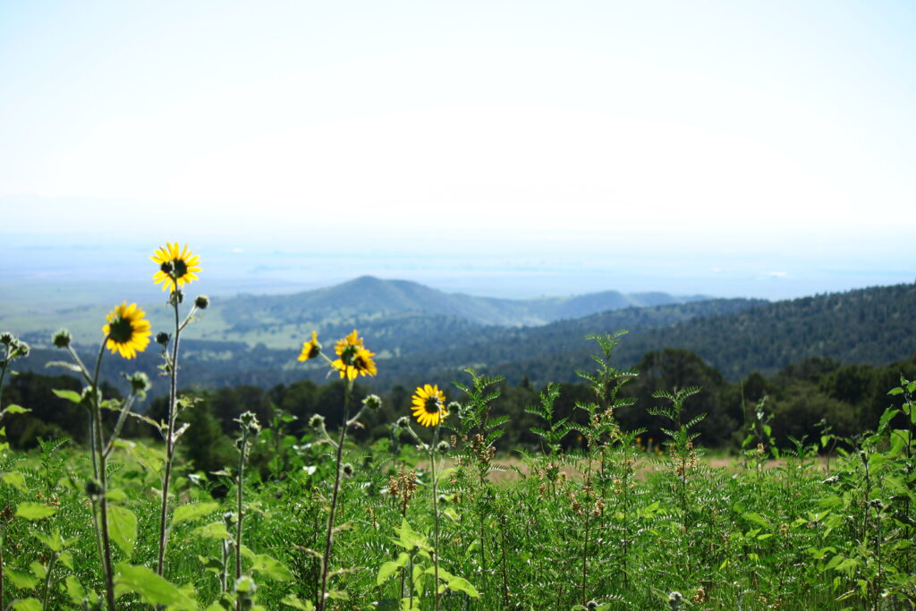 Sunflowers with a blue sky and mountains