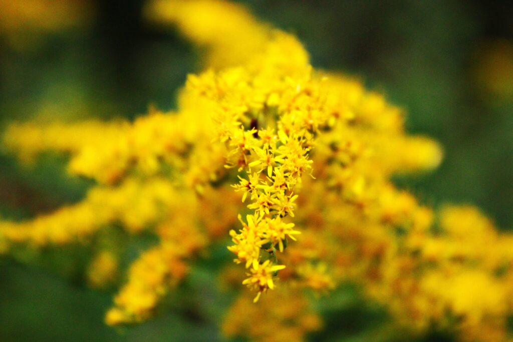 Yellow flowers